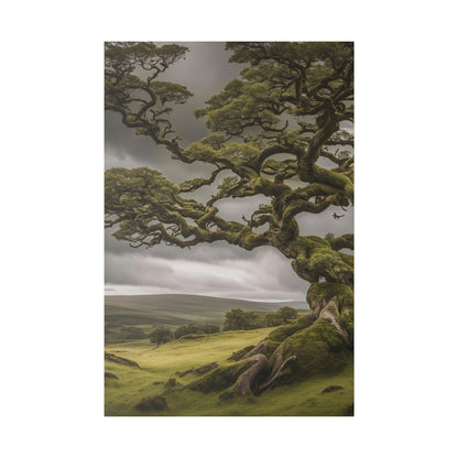 Old Crooked Tree 24x36, 0.75"